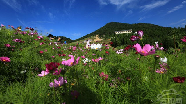 散文朗读欣赏野花,散文鼓乐