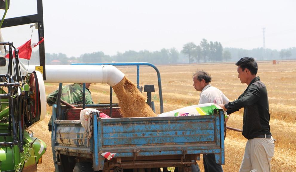 纵横田间，麦收不将就，这款山东“壮汉”收割机就是猛