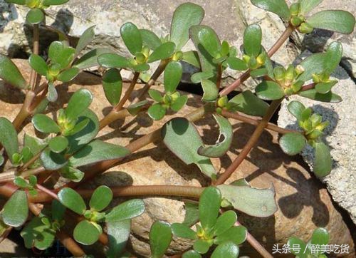 马齿苋可以天天吃吗有副作用吗,马齿苋吃多了有什么副作用没有