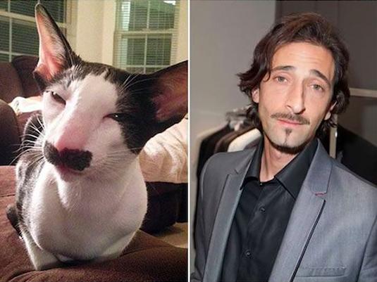 猫最像人的照片,和猫撞脸的人