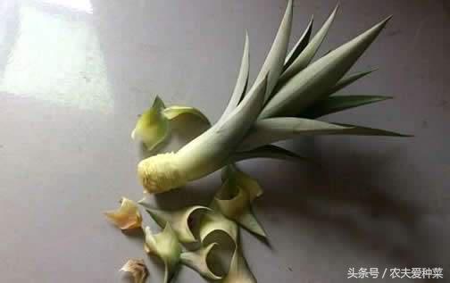 盆栽菠萝怎么让它结果更大,为什么盆栽菠萝懒人长得更旺