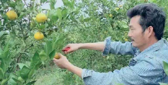 共享经济盯上农业！肇庆首个共享农场真的来了！