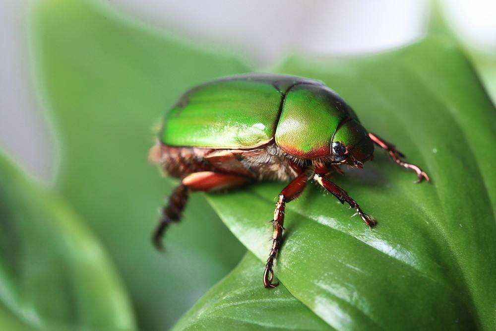 回忆一下2018年的神兽们,记录曾经神兽们的点点滴滴