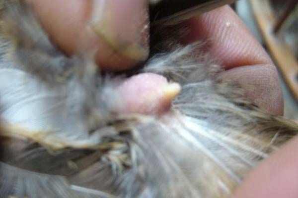 鸡太肥了不下蛋怎么办有效,鸡又肥又大怎么不下蛋