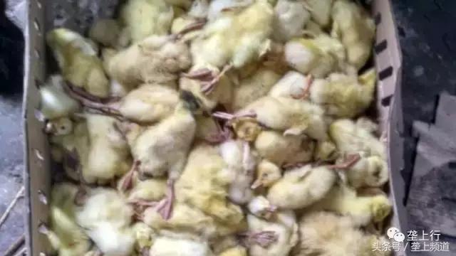 愤怒！网购鹅苗一天死一箩筐！