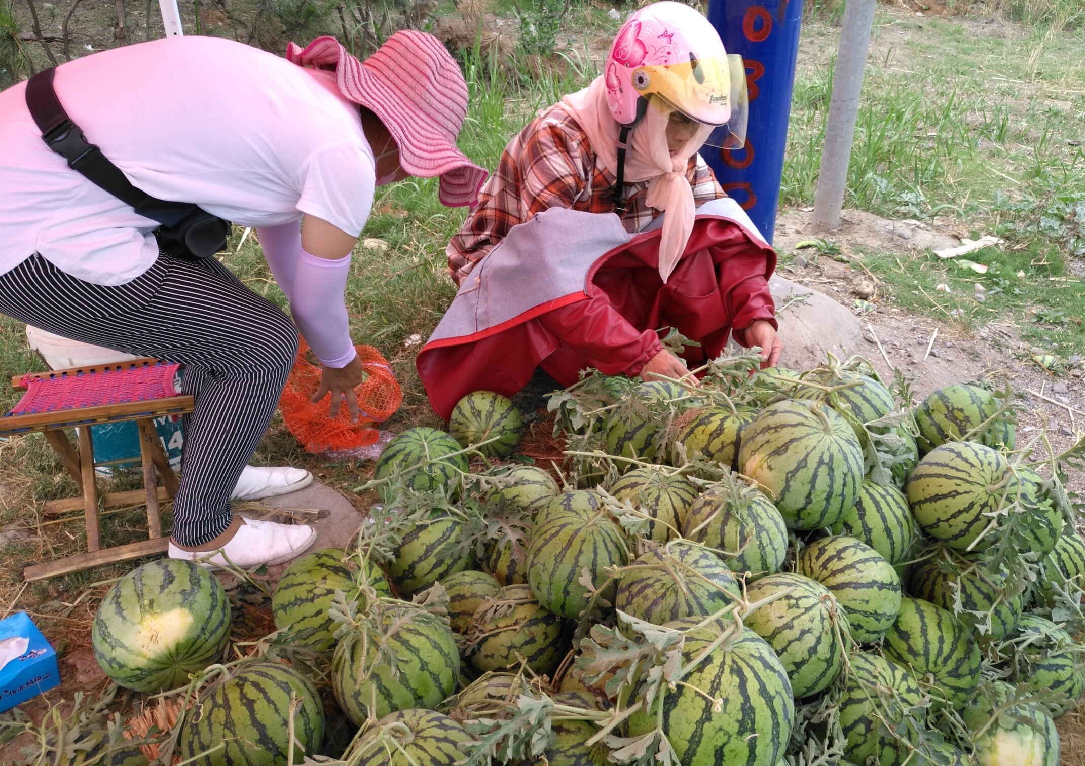 西瓜滞销行情,今年西瓜大概什么时候能便宜