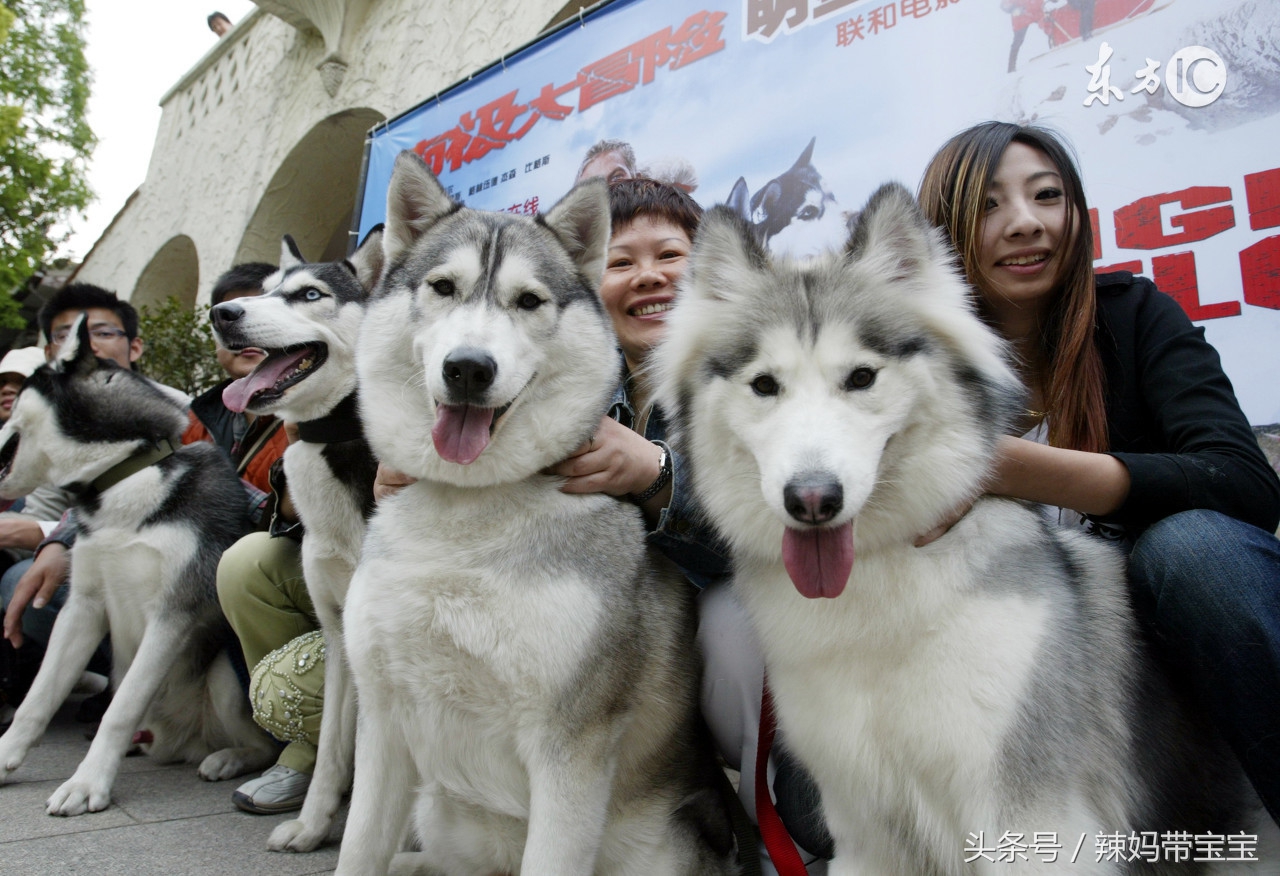 原来哈士奇除了在铲屎官们眼里是傻哈外，还有这一面