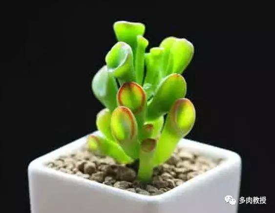 6种名字充满趣味性的多肉,推荐八种高颜值多肉好看又好养