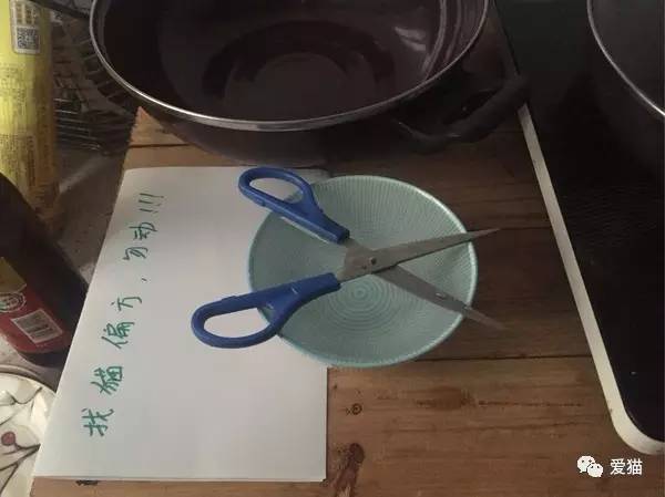 剪刀大法回来的猫,剪刀法找猫成功几率