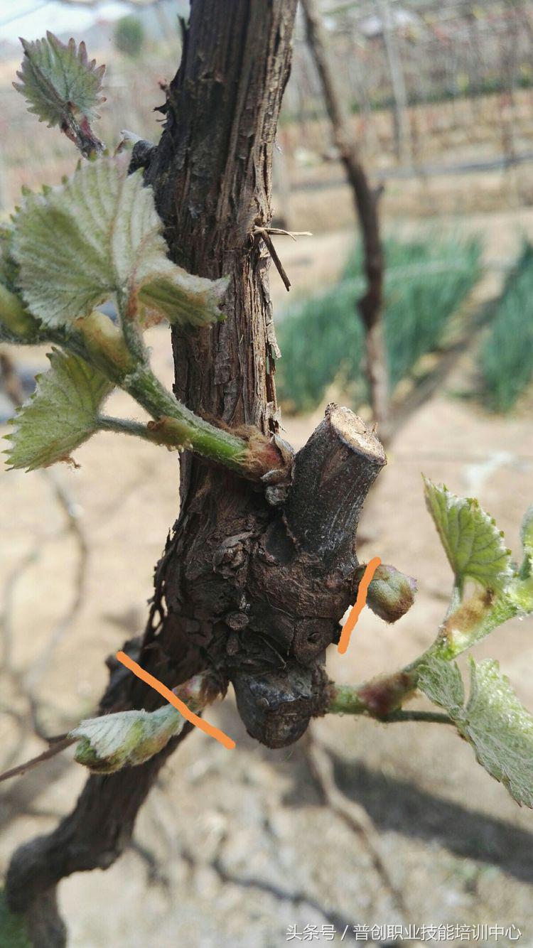 葡萄种植管理技术唐老师,如何管理葡萄才能高产的技术