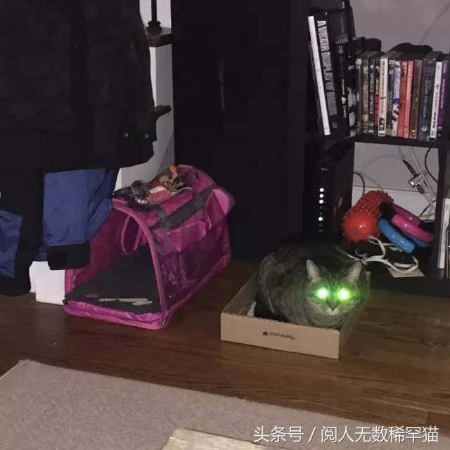 以静制动一招制敌,抓到一只猫如何让它平静下来
