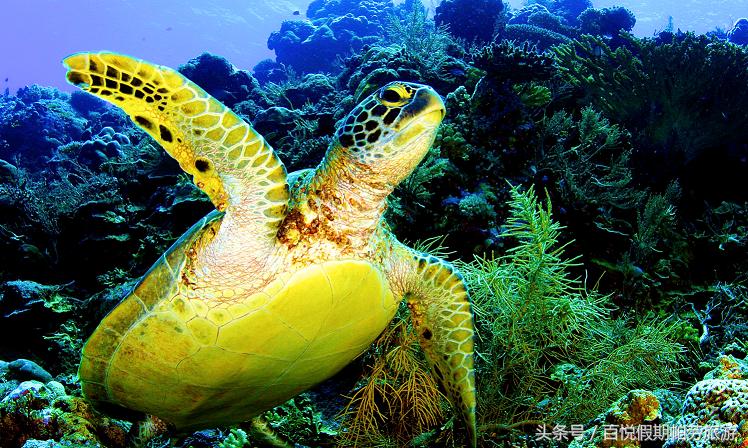 玳瑁：深蓝之下的独行者