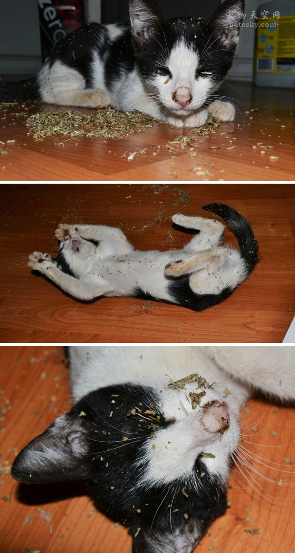 为什么猫咪会喜欢猫薄荷,为什么猫咪喜欢薄荷鱼