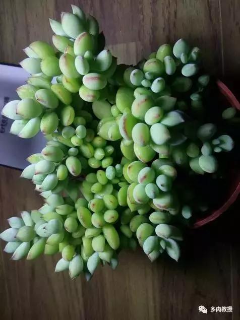 6种名字充满趣味性的多肉,推荐八种高颜值多肉好看又好养