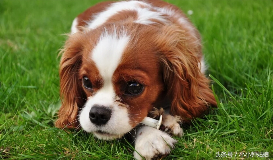 家里狗毛猫毛怎么处理,家里狗毛纷飞该怎么办