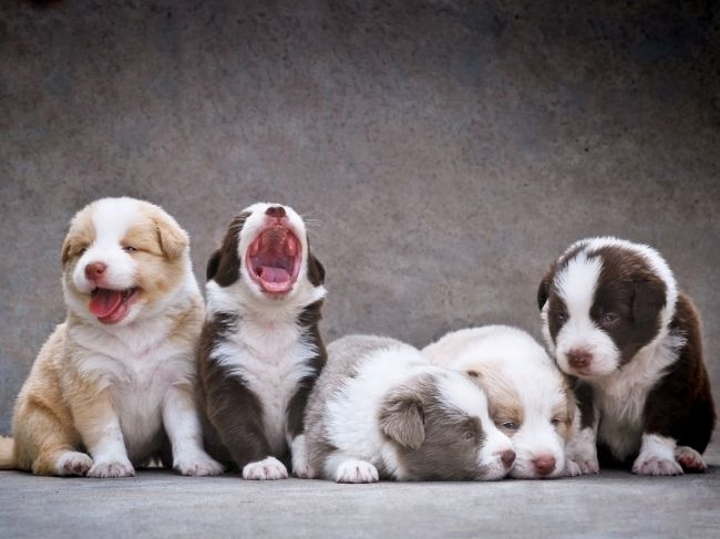 狗狗怕孤独怎么处理,狗狗狂躁不安怎么回事