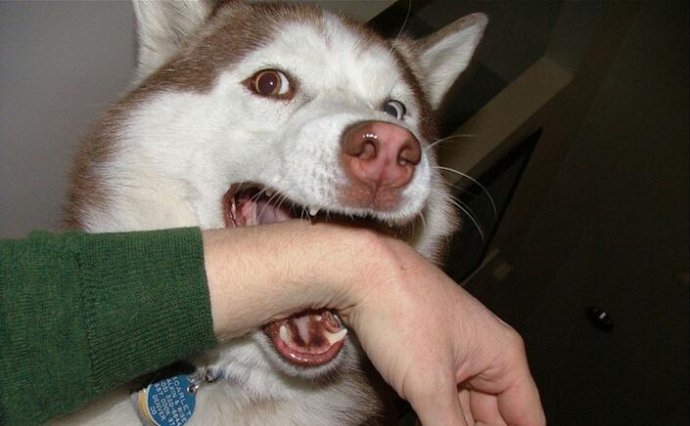 狗狗老是张嘴想咬人但又不是真咬,狗狗剪指甲不听话龇牙咬人怎么办