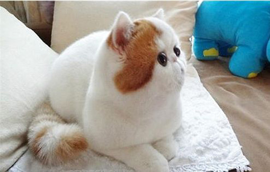 加菲猫怎么教猫咪在厕所大便,加菲猫总是软便怎么办