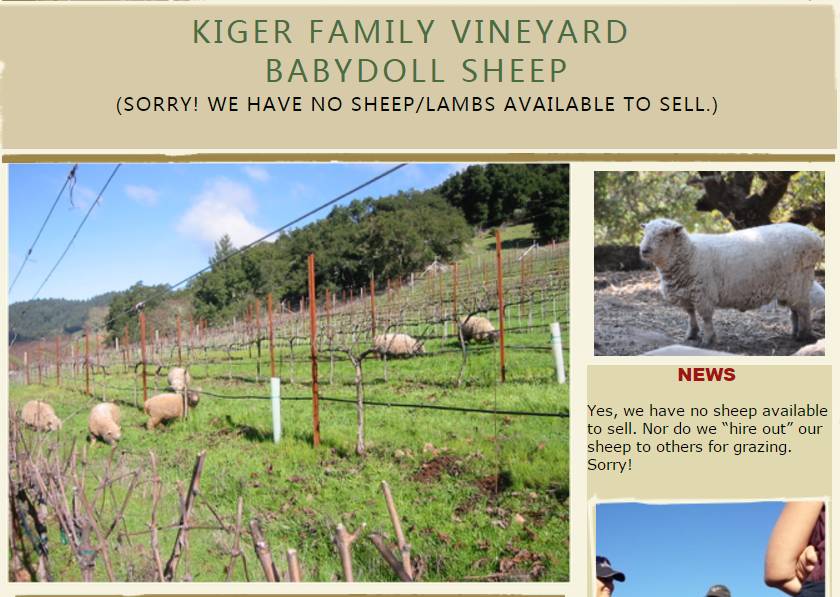 羊儿们爱啃葡萄怎么办？当然是选择毒它啦！