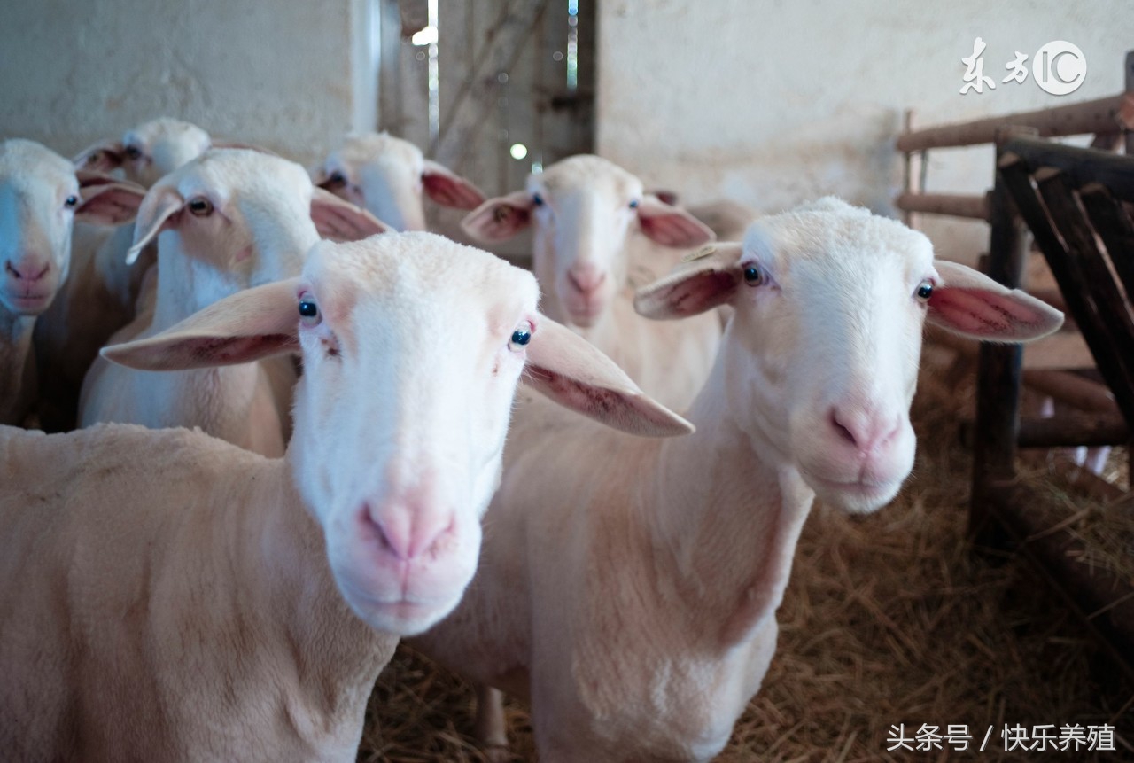 母羊出现流产迹象还能保胎吗,母羊流产的原因及防治措施