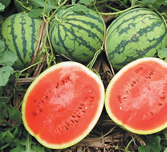 中国十大西瓜产地一览表,中国比较有名的西瓜