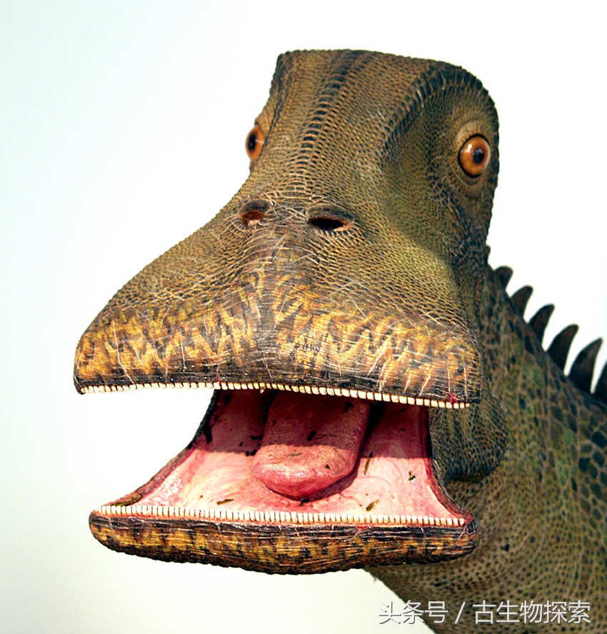 尼日尔龙:恐龙中的吸尘器