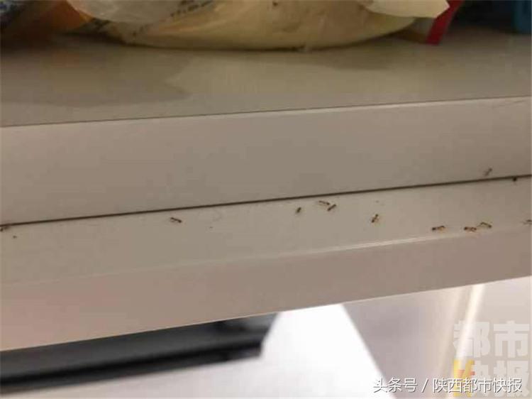厨房橱柜里面有白蚁,新装修的厨房怎么会有蚂蚁
