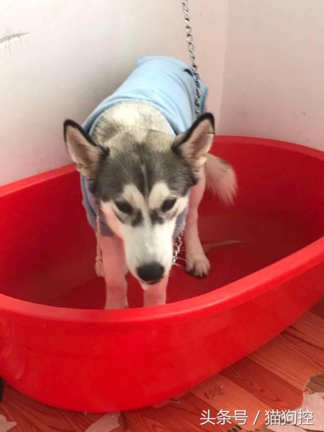 哈士奇为什么老拉稀屎,哈士奇老是在笼子里拉屎