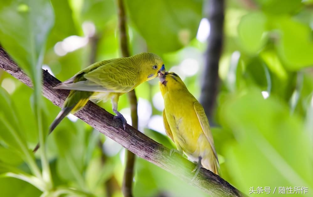 虎皮鹦鹉不孕不育,虎皮鹦鹉得病怎么办