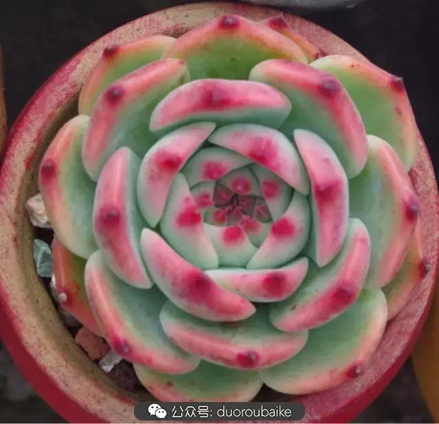 大浙江的多肉也来拉仇恨咯！即使淋雨也不褪色！我有妙招！