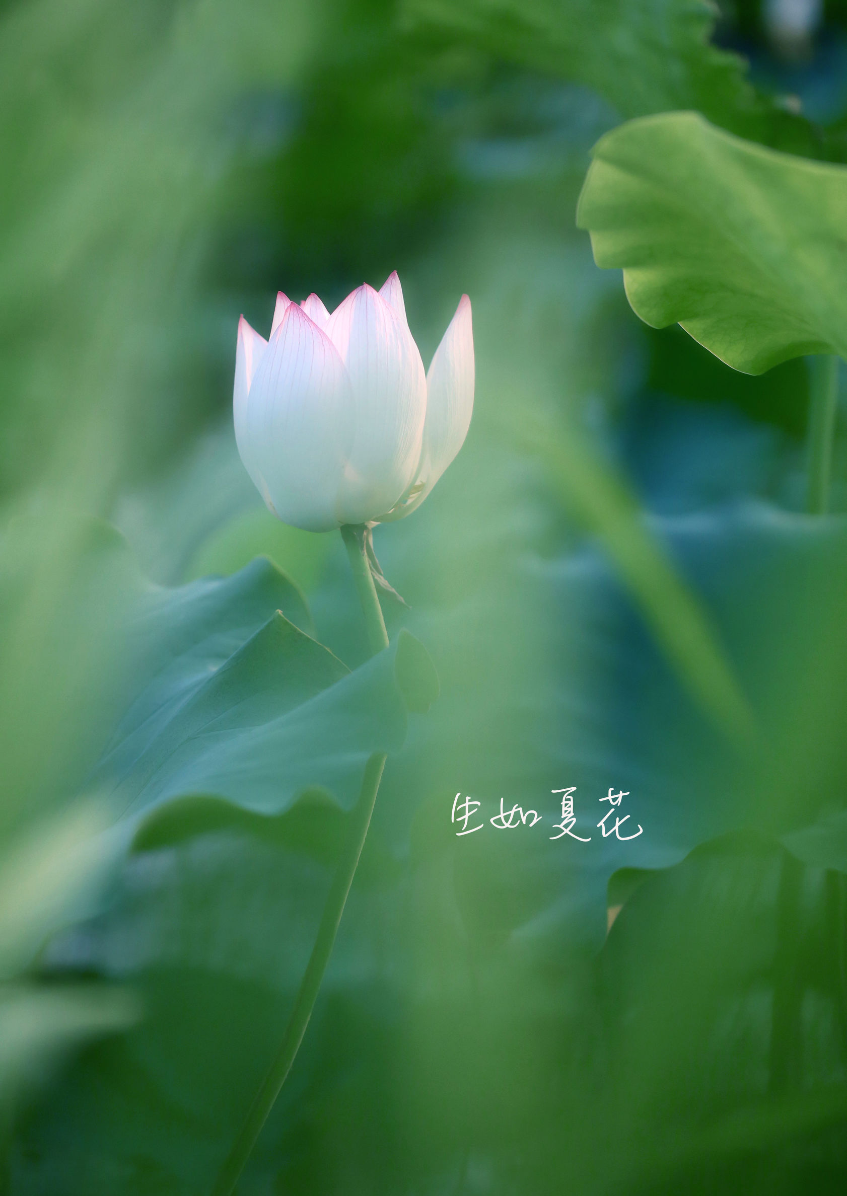 歌曲生如夏花原唱,生如夏花唯美人像摄影教程