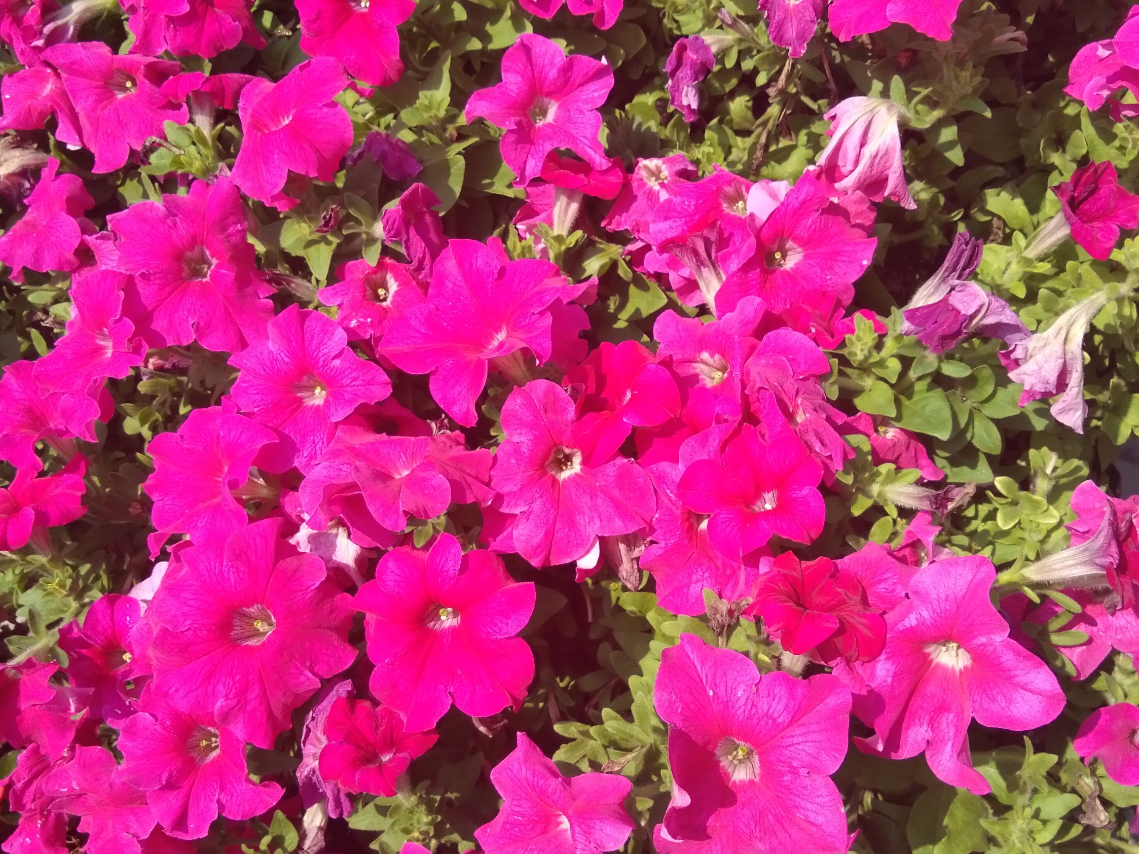 中低端手机流畅,中低端稳60帧的手机