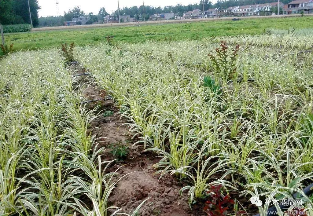 第一花木网苗木行业行情分析,花木价格行情分析