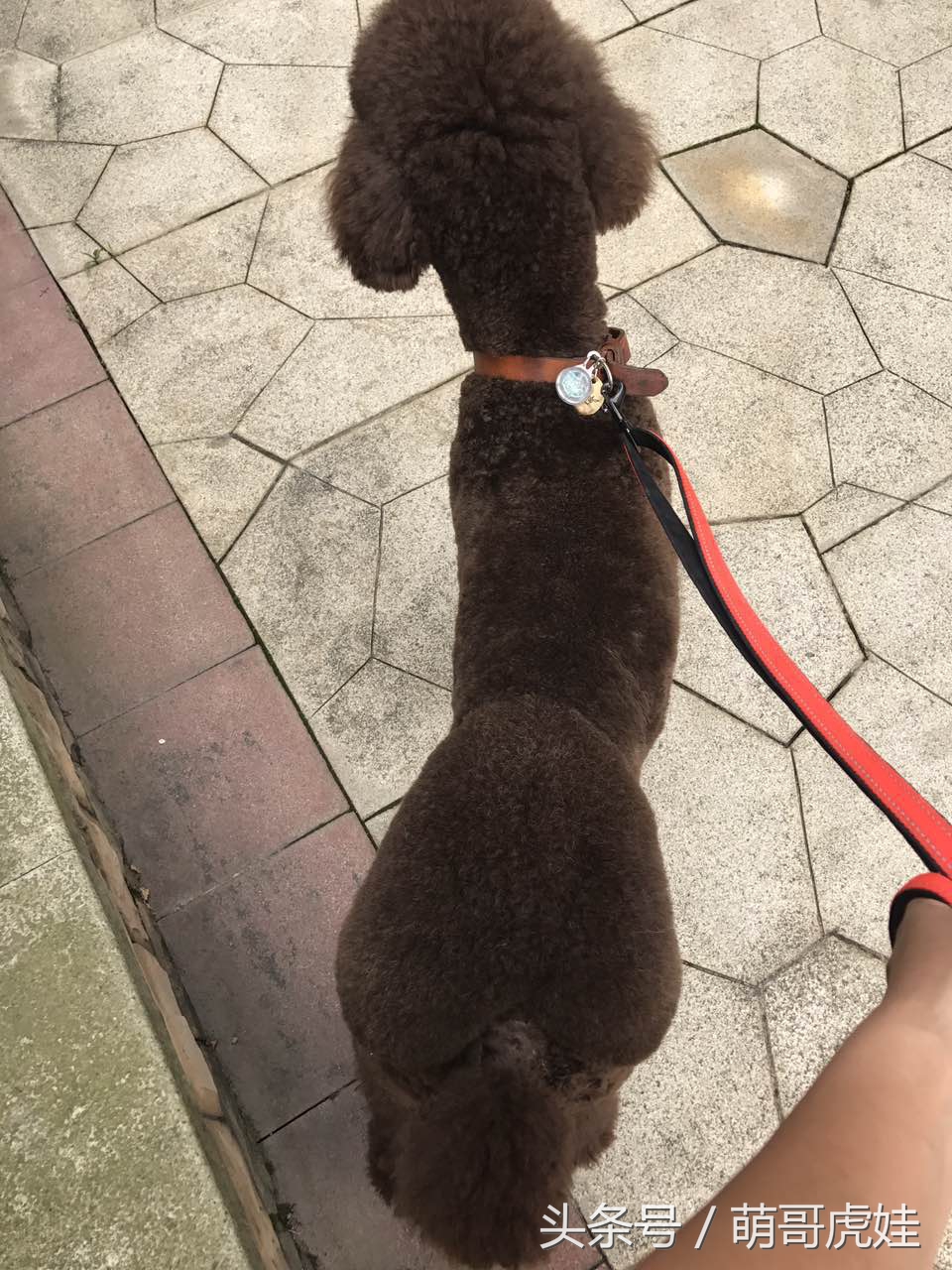 主人给大贵宾剪了个奇葩的新造型,自带屁垫儿,便便时好像穿着小裤裤