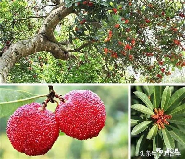 东魁杨梅的生长过程,东魁杨梅详细讲解