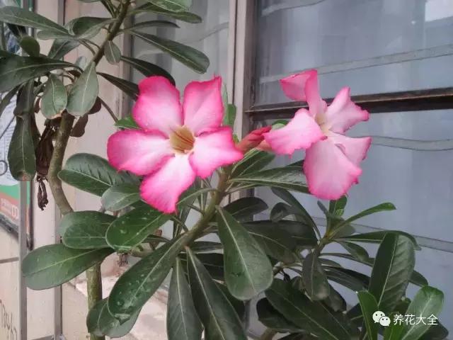 夏季发财树一般多少天浇水一次 (夏季多肉晴天浇水还是雨天浇水)