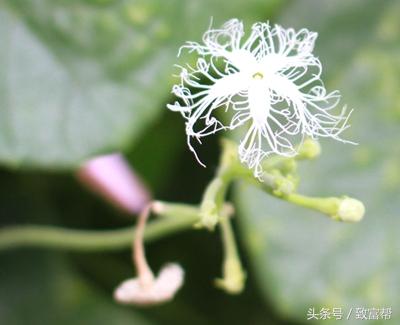 瓜皮、瓜子、瓜块根，统统可以换钱来