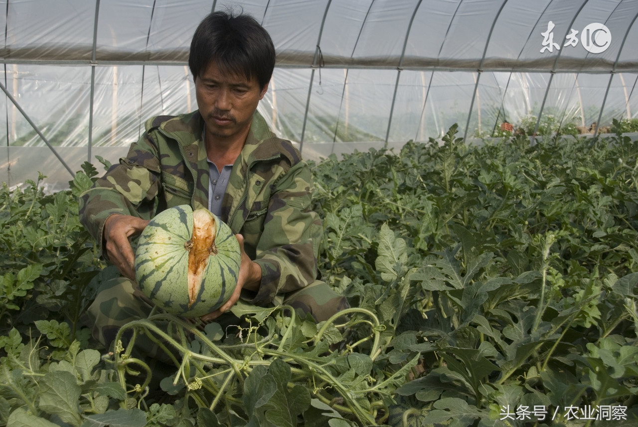 老瓜农,老瓜农的经验和说法
