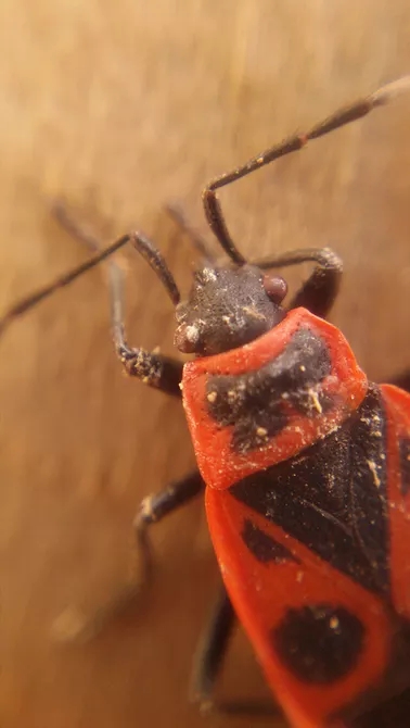 一个小小的贴片镜头瞬间让iphone手机拥有微距功能