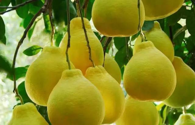 6种水果煮熟后或营养翻倍,全球公认六种养生水果