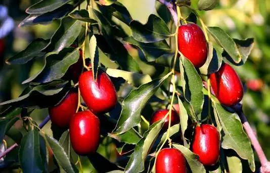 6种水果煮熟后或营养翻倍,全球公认六种养生水果