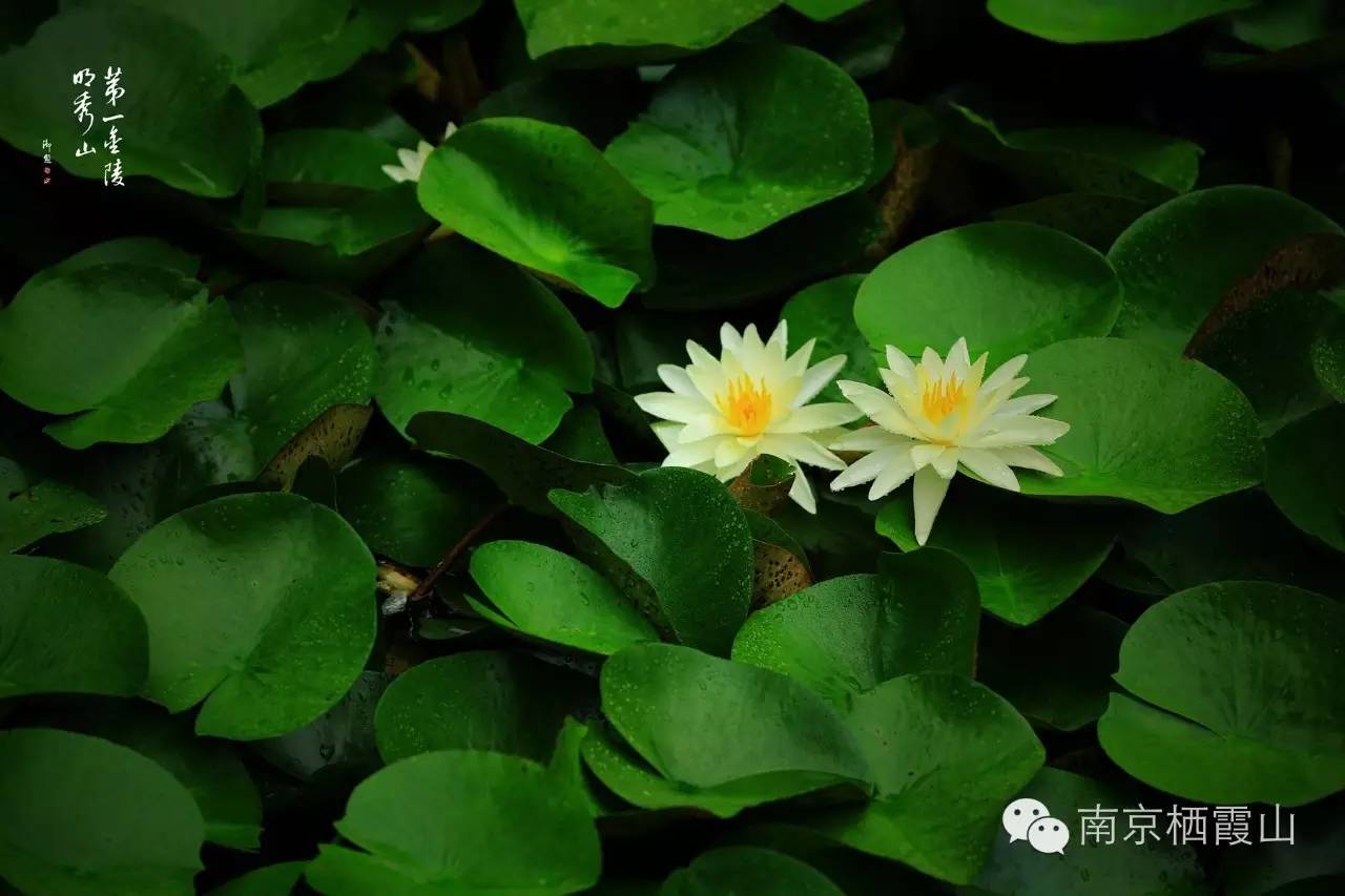 栖霞山丨夏至：翻空白鸟时时见，照水红蕖细细香