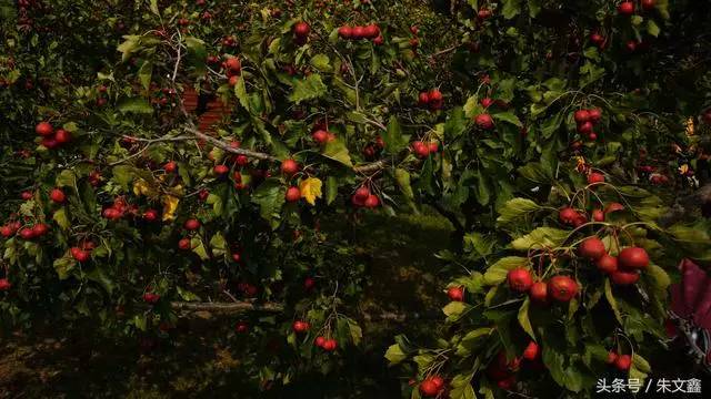 印象牟平怎么样,印象烟台位置