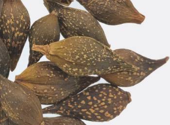 中药连翘的用途,中药知识必学牡蛎