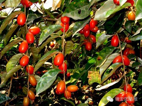 德宏目瑙纵歌节日,德宏目瑙纵歌节12月