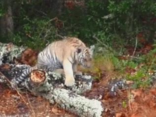 姑娘射个箭这么有风度