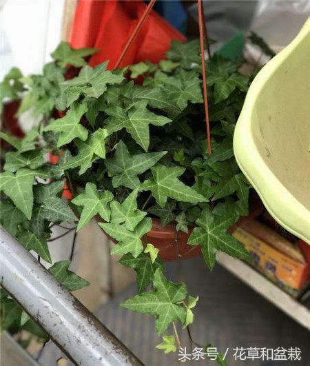 能吸甲醛的植物盆栽有哪些,吸甲醛最好的植物排名最好养的