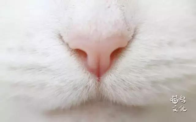 怎么去除房间的猫屎气味,房间内有猫味儿怎么消除