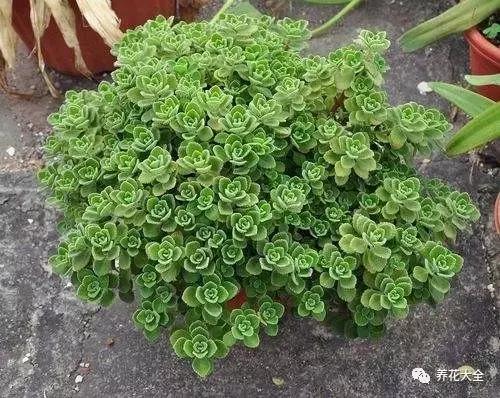 夏季发财树一般多少天浇水一次 (夏季多肉晴天浇水还是雨天浇水)