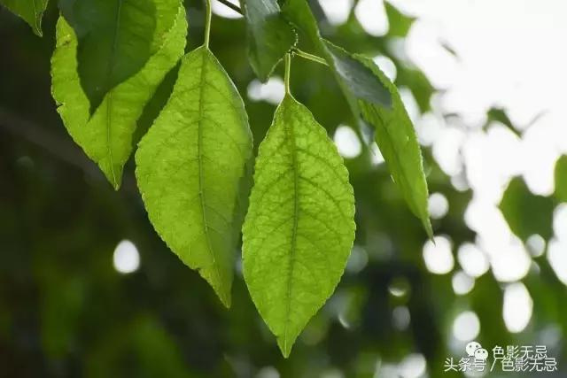 尼康半画幅d7500拍人像,尼康d7500是全画幅吗